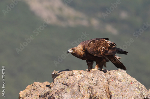 Golden eagle on the alps