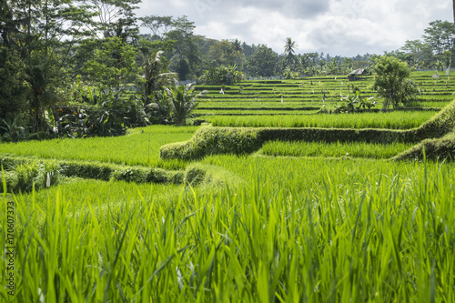 Fotografie Terraced ricefield in the sun in the hills of Ubud, Bali, Indonesia