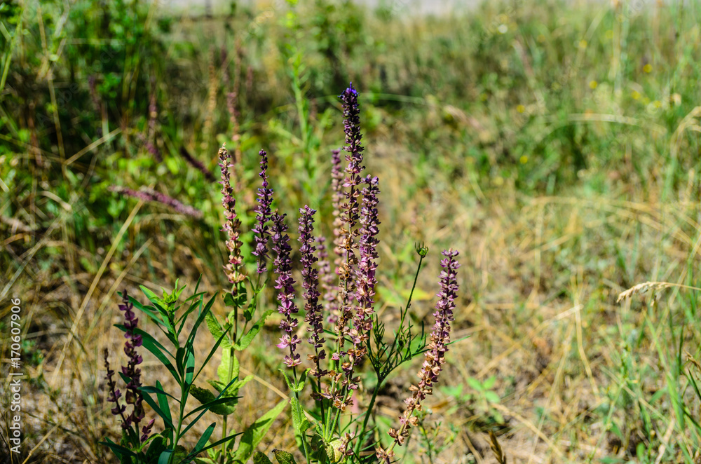 Salvia flowers on meadow on summer