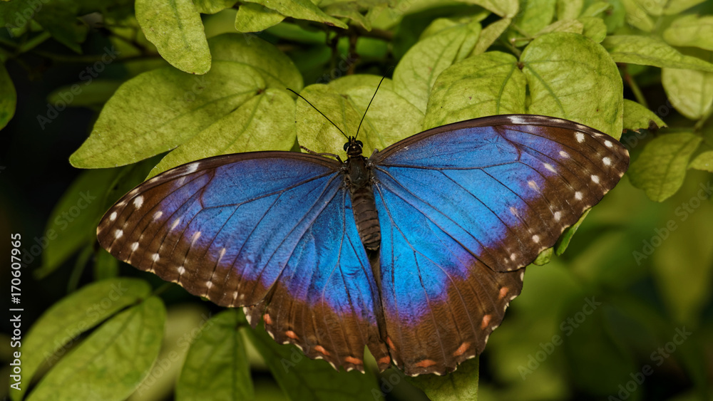 Obraz premium Blue Butterfly