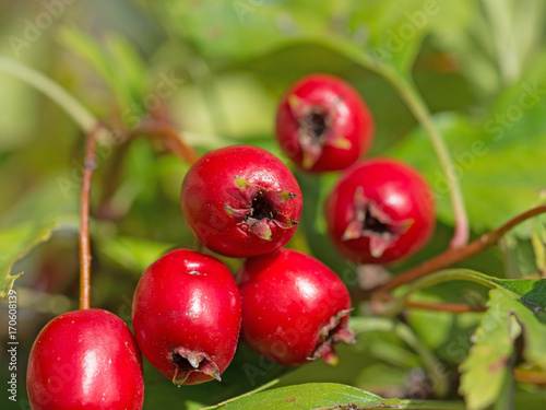 Weißdorn, Crataegus photo