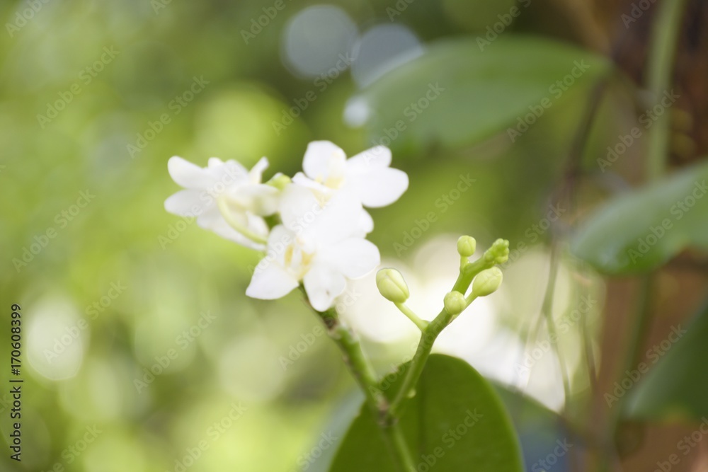 Close up little white orchid flowers in the garden with bogey and green background.