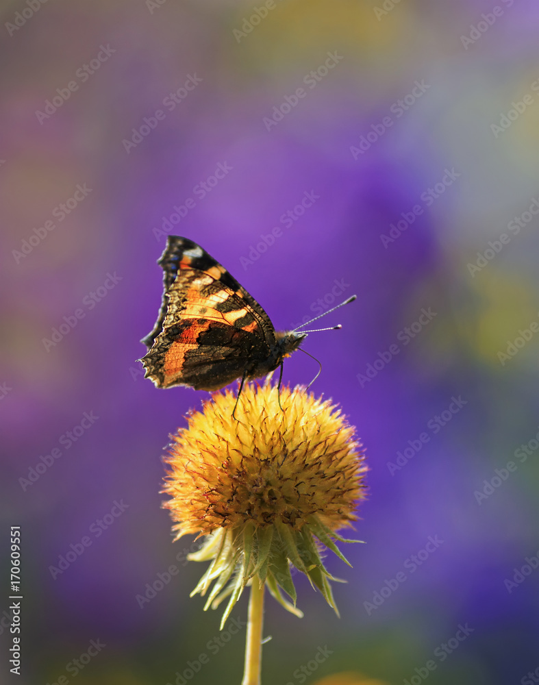 beautiful butterfly collects nectar from an orange flower ball solar on a summer day beautiful butterfly collects nectar from an orange flower ball solar on a summer day