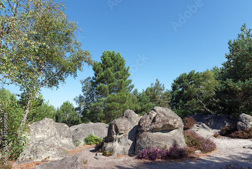 Sand and rocks in Fontainebleau forest