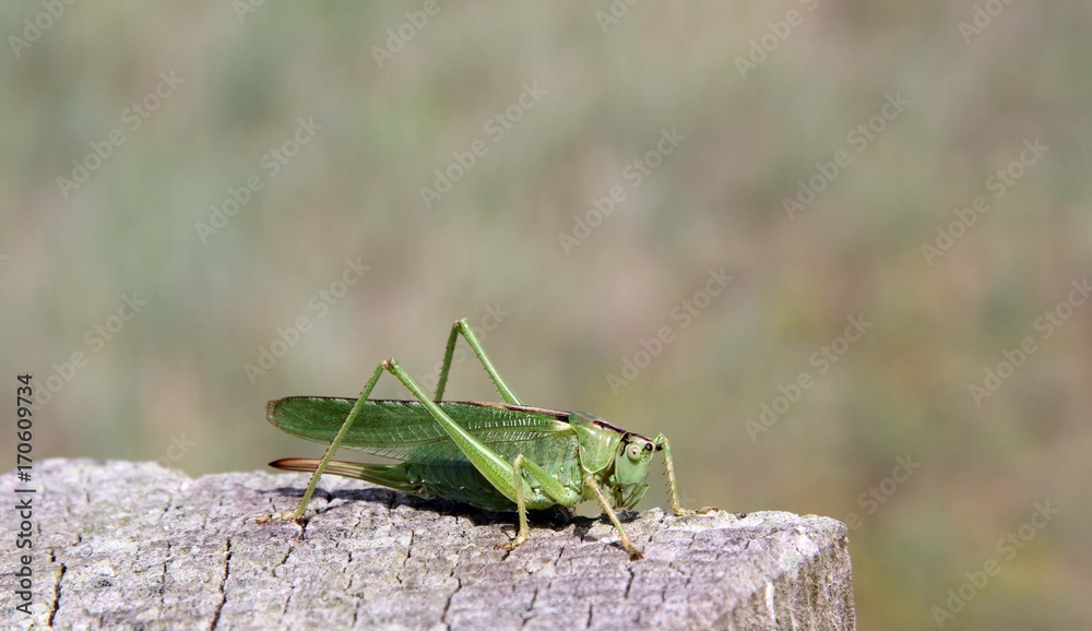 Grüne Heuschrecke auf einem Holzpfahl in Nahaufnahme Grüne Heuschrecke auf einem Holzpfahl in Nahaufnahme