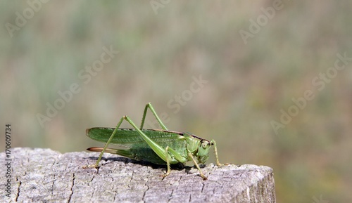 Grüne Heuschrecke auf einem Holzpfahl in Nahaufnahme © andreasalexander