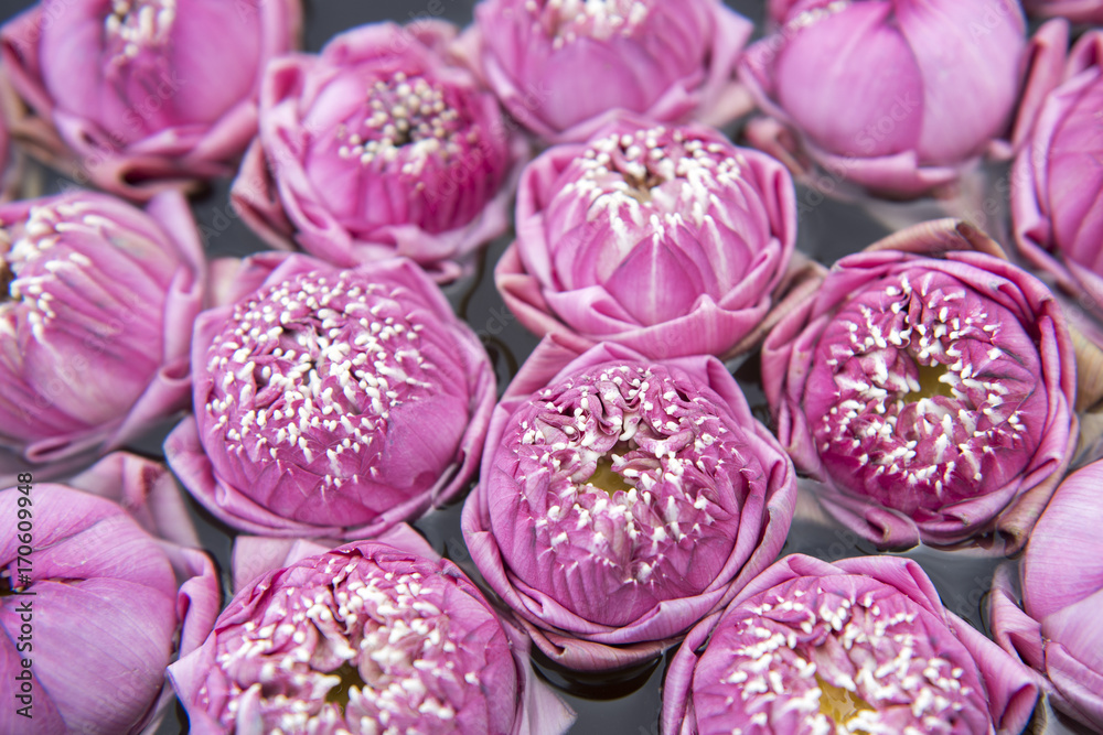 close up lotus close up lotus