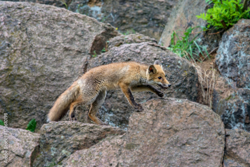 Red fox in the woods Vulpes vulpes 