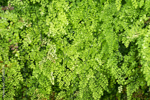 close up green moss background