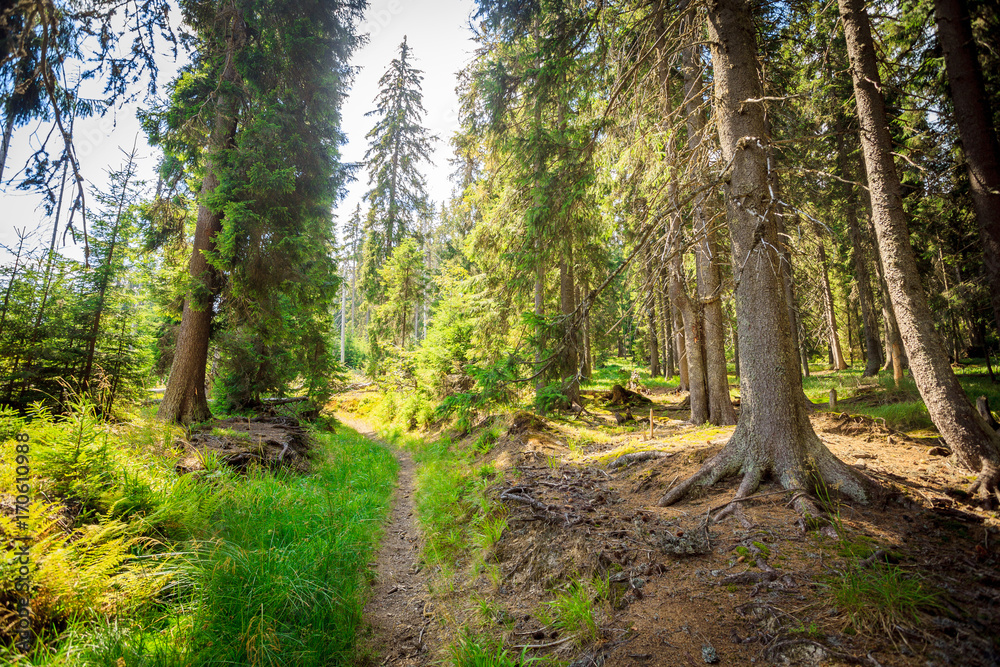 Fototapeta premium Summer forest with sun light