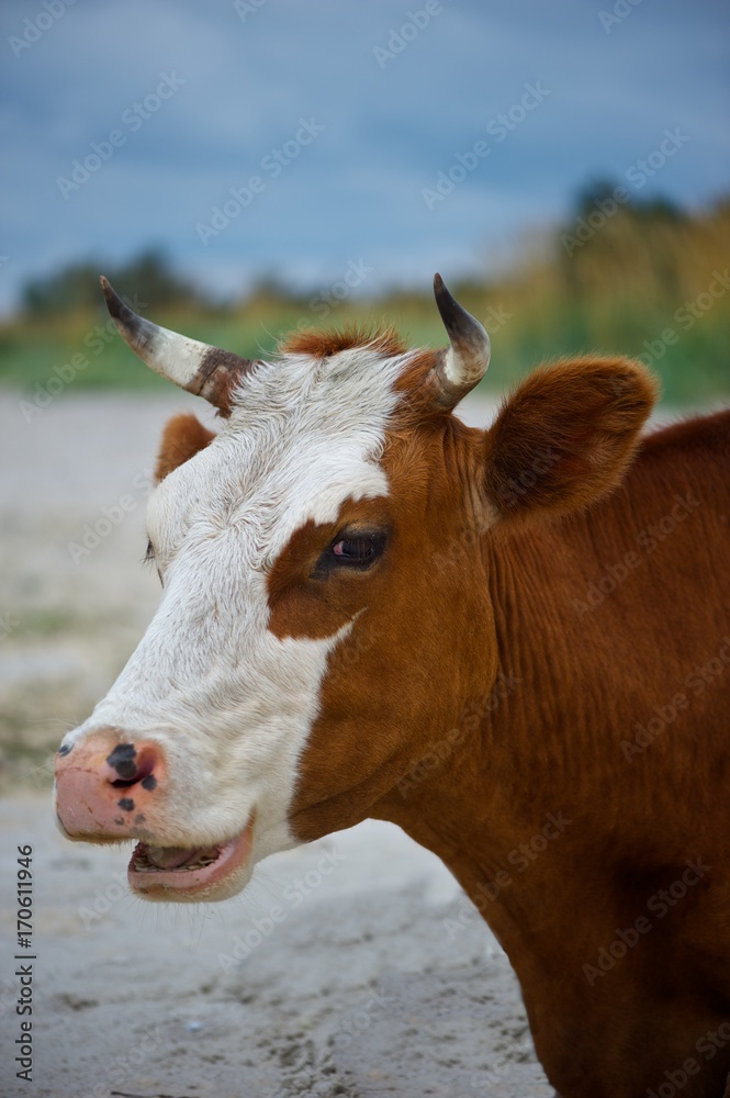 A smiling cow. Brown and white cow portrait on beach. Trees, sky and sand in background. A smiling cow. Brown and white cow portrait on beach. Trees, sky and sand in background.