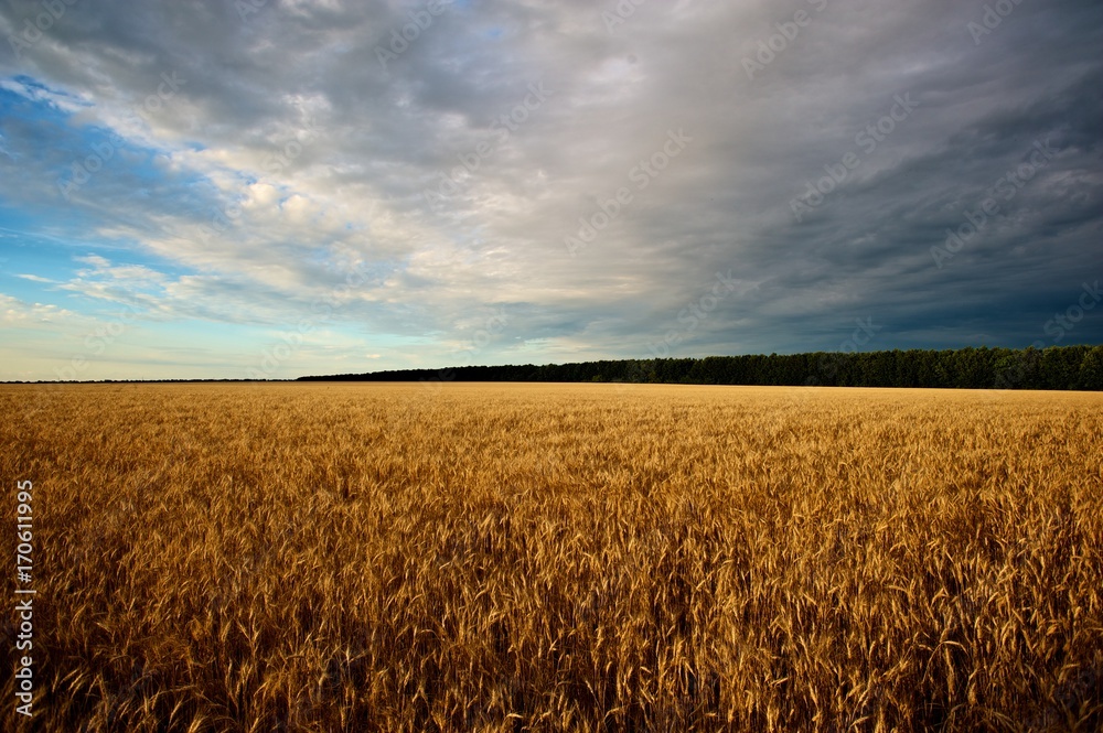 Wheat field against blue, cloudy sky. Forest in the background. 