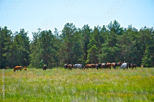 A herd of horses on pasture near forest. Mother horse with a foal. Trees and grass in background. 