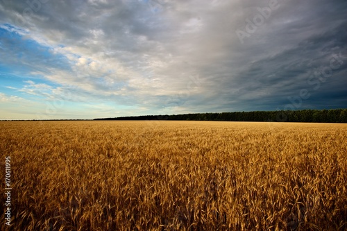 Wheat field against blue, cloudy sky. Forest in the background. © Oleksii Klonkin