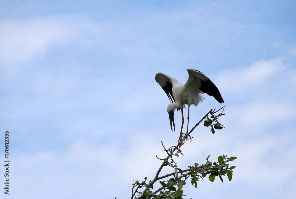 One of open billed stork bird perch and winged at the top of the tree on blue sky and white cloud background. A black and white color of Asian openbill bird on the green tree. One of open billed stork bird perch and winged at the top of the tree on blue sky and white cloud background. A black and white color of Asian openbill bird on the green tree.