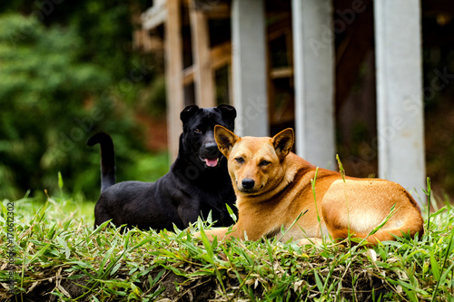 dog Thailand