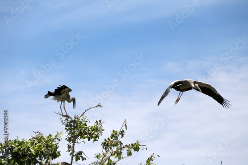 One of open billed stork bird perch and winged at the top of the tree on blue sky and white cloud background. Another one of black and white color of Asian openbill bird flying on the air. photo
