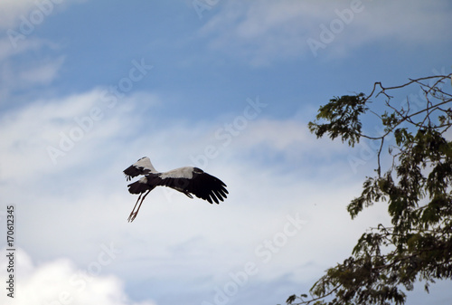 One of open billed stork bird flying on the air with blue sky and white cloud background. The top of the branch of the tree. photo