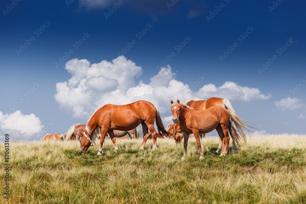 Fototapeta premium herd of horses on mountains meadow