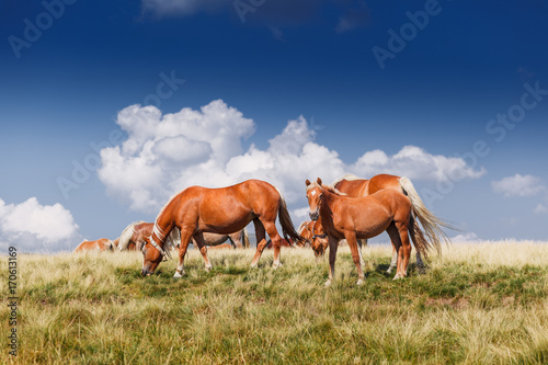 Fototapeta Naklejka Na Ścianę i Meble -  herd of horses on mountains meadow
