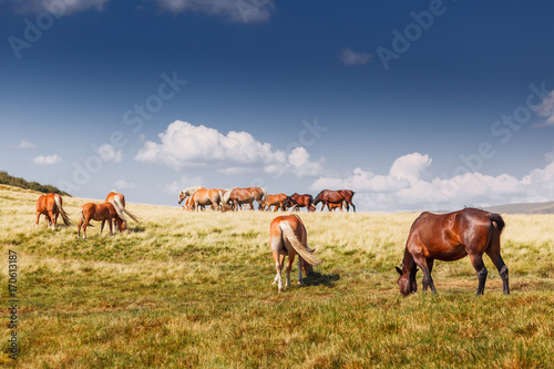 Mountain landscape with grazing horses and clouds