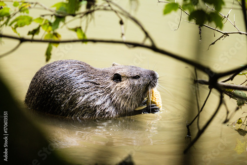 nutria eating corn on the cob in water