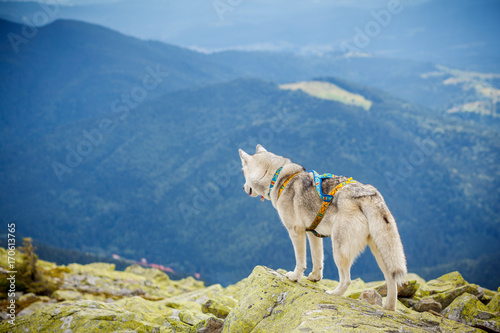 dog on the top of the mountain
