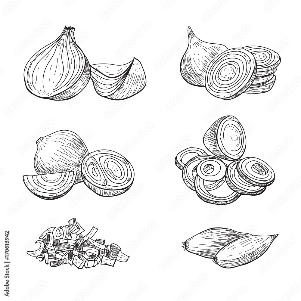 Sliced Onions Drawing