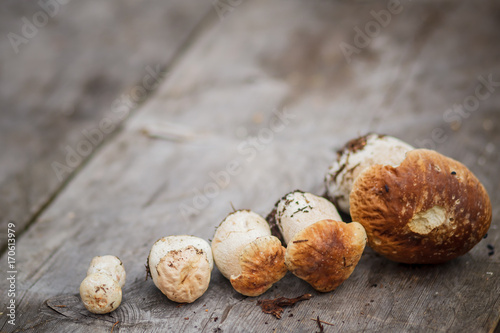 Mushroom Boletus over Wooden Background photo
