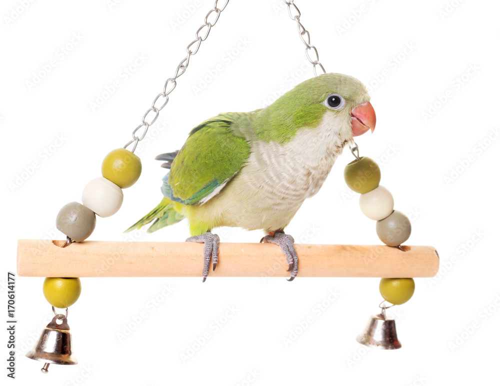 Obraz premium Parakeet mnich w studio
