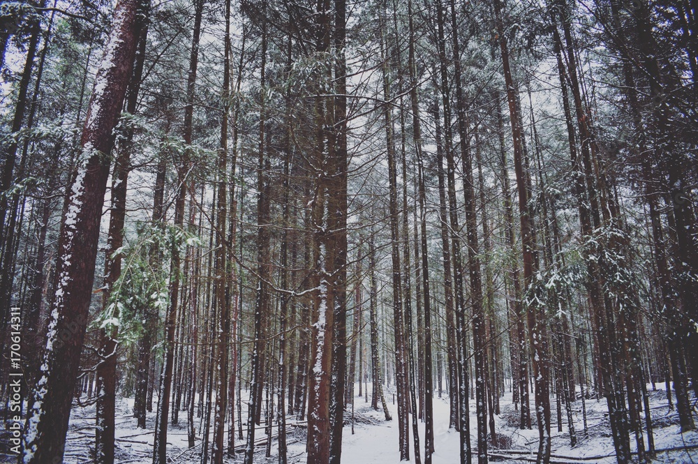 Forest in winter snow Forest in winter snow