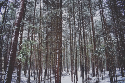 Forest in winter snow © Kim de Been