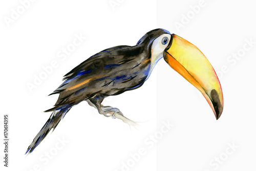 Watercolor illustration of tropical toucan bird. Ramphastos. Trendy artwork w...