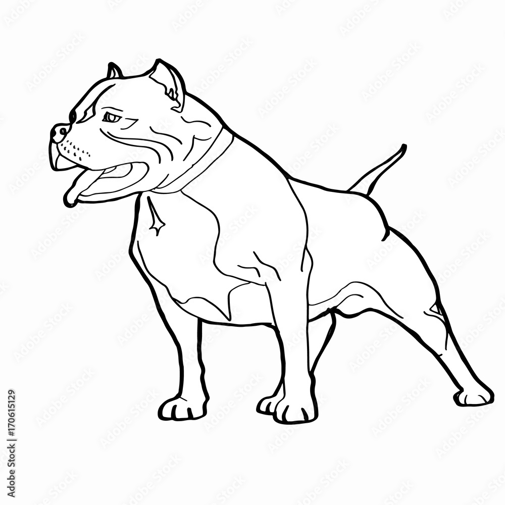 pitbull dog drawing Stock Illustration | Adobe Stock