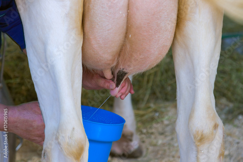 Принти на полотні Female hands milk a cow. Milk flows from the teat into the pail