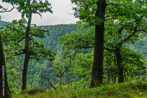 Fototapeta Naklejka Na Ścianę i Meble -  Wunderschöne Natur im Harz