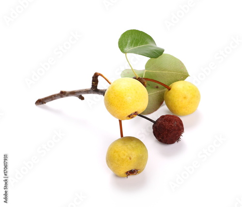 European wild yellow pears, pyrus communis with twig isolated on white background photo