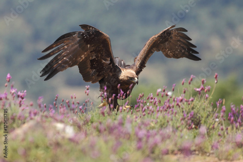 Golden eagle fly