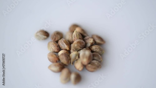 Cannabis seeds on white background macro view
