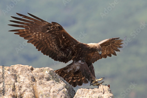 Golden eagle fly