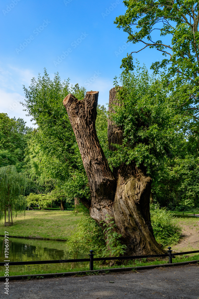 Fototapeta premium Natur in der Stadt: Baumstumpf im Stadtpark Berlin-Lichtenberg