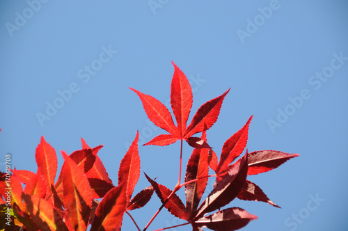 Leaves 06