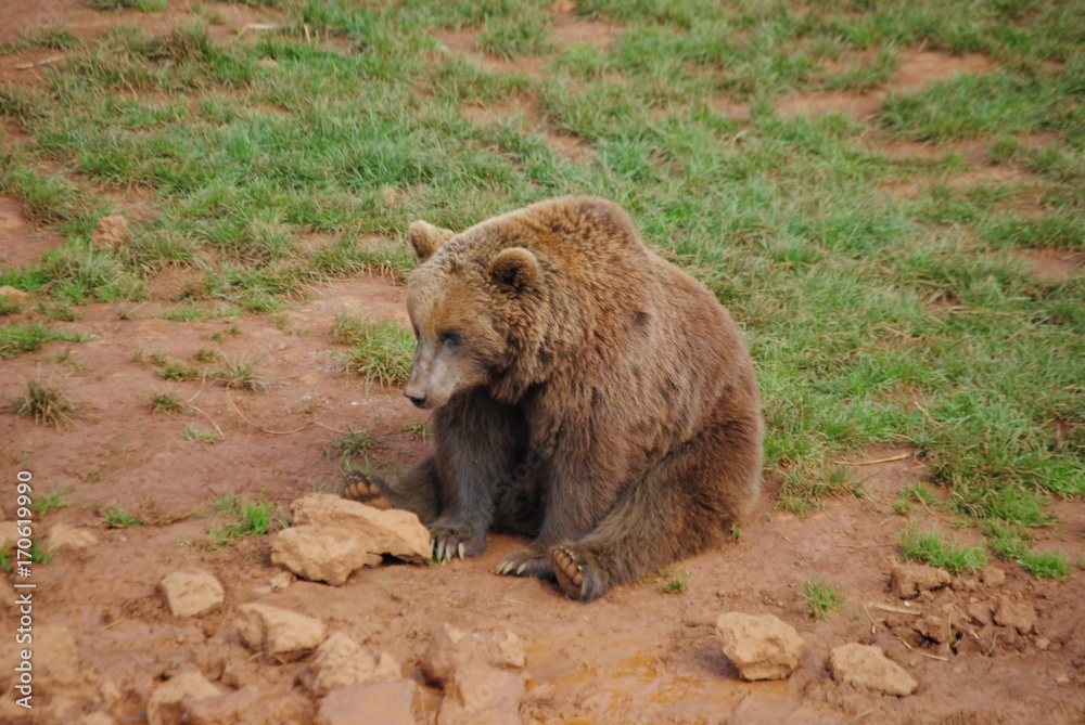 Oso sentado