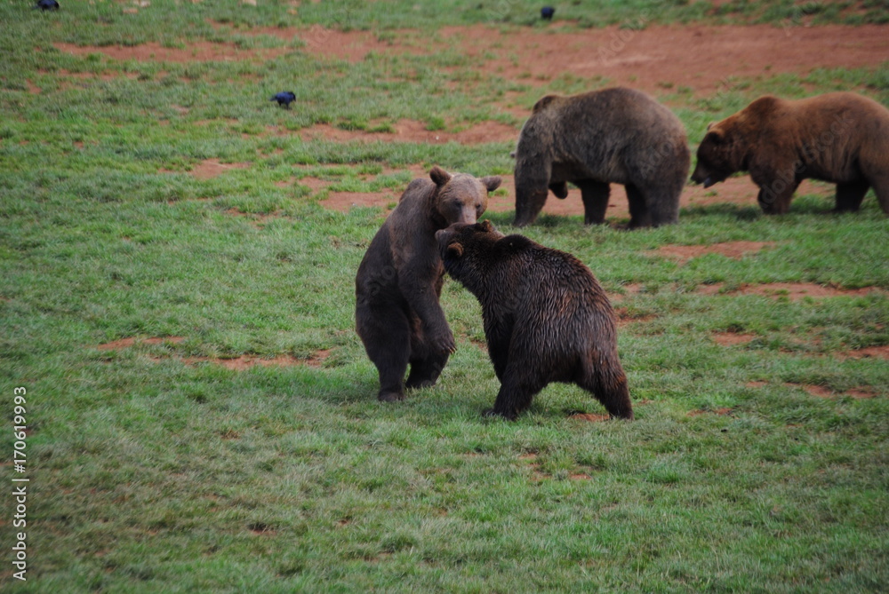 Fototapeta premium Osos Luchando 3