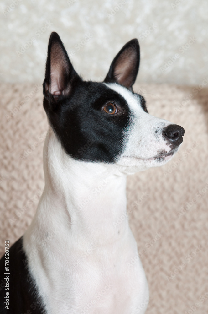 black and white Basenji dog portrait