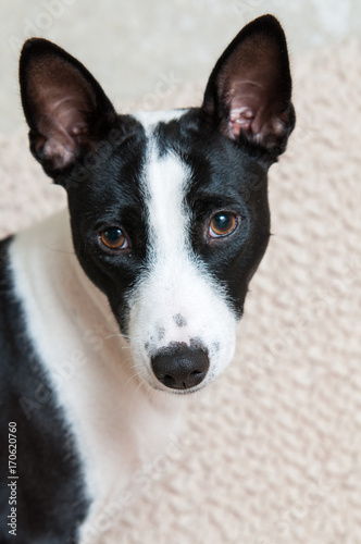 black and white Basenji dog portrait