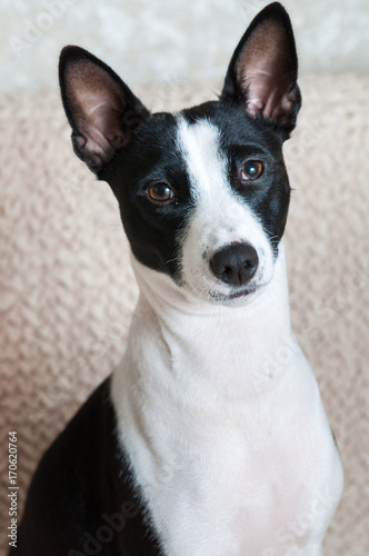 black and white Basenji dog portrait