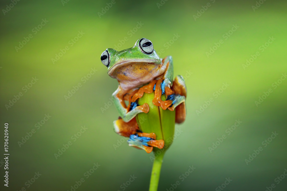 Fototapeta premium Tree frog, flying frog