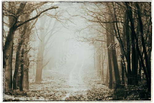 Black and white photo of tire track on path in misty autumn forest.