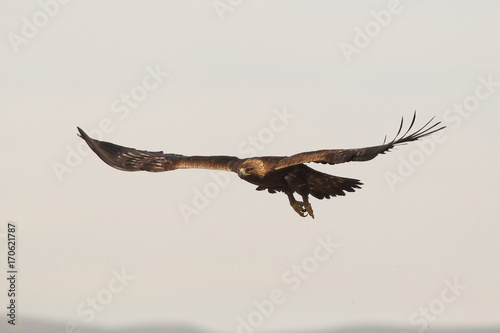 Golden eagle fly